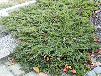 Ienupar tarator - Juniperus communis Green Carpet
