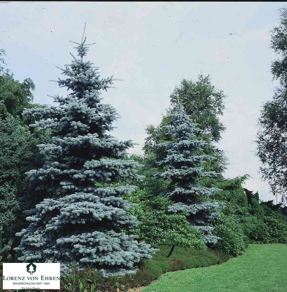 Molid Argintiu - Picea Pungens Glauca Koster