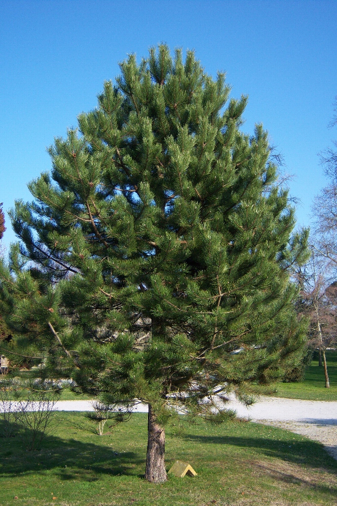 Pin Negru - Pinus Nigra Austriaca