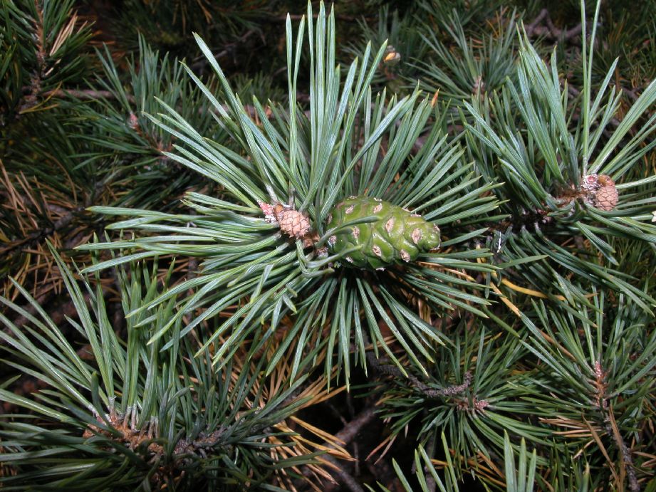 Pin padure , Pin munte - Pinus Sylvestris