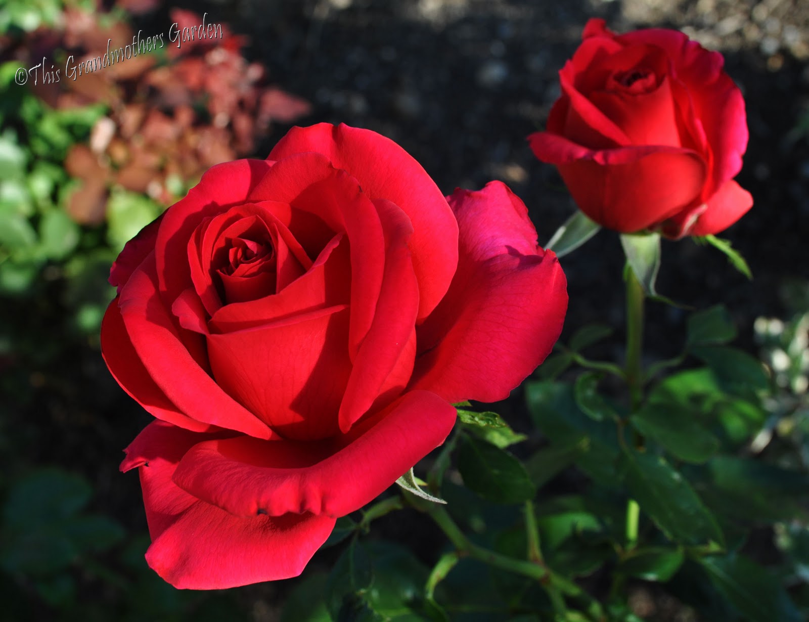 Trandafir - Rosa (varietati) Golden Shower,Don Juan..