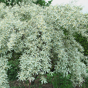 Maslin salbatic - Elaeagnus angustifolia