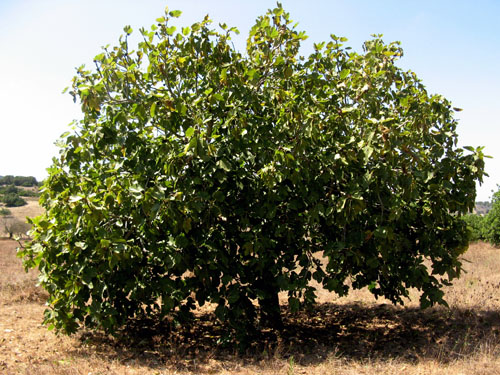 Smochin - Ficus Carica