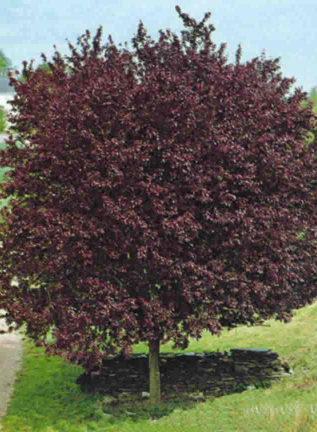 Prun rosu, Prun ornamental, Corcodus rosu - Prunus Pisardii Nigra