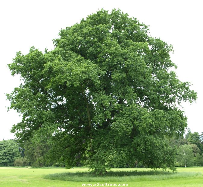 Stejar - Quercus robur