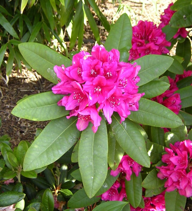 Rododendron - Rhododendron Dauricum